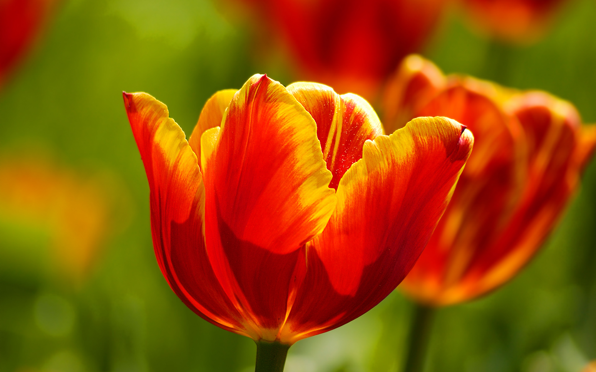 Beautiful Tulips271158557 - Beautiful Tulips - Tulips, Perfect, Beautiful
